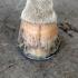 Are Your Horseâ€™s Hooves Drowning?